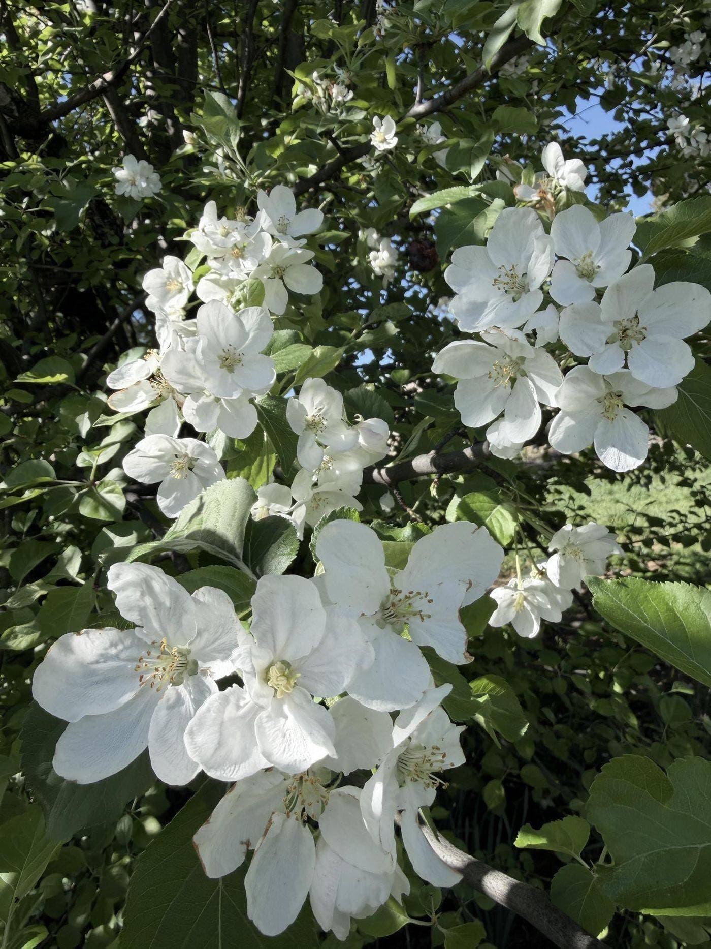 White spring flowers in Southern Oregon sunlight